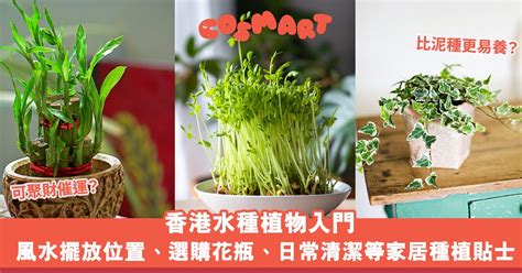 水種植物 風水|水種植物風水｜香港水種植物入門！風水擺放位置/換 